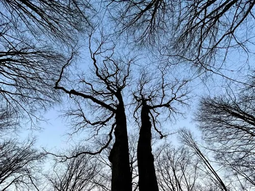 Fourmies : des coupes d’arbres pour mieux préserver la forêt 