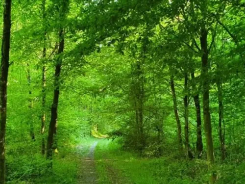 Fourmies : des chantiers d’exploitation forestière en forêt des...