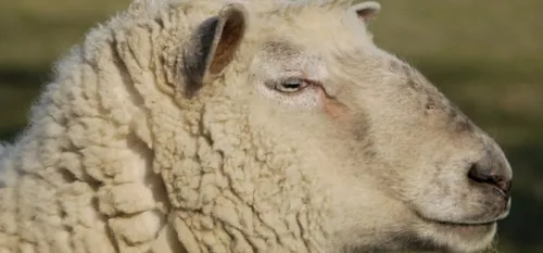 Abattages clandestins : à l'approche de l'Aïd Al Adha, la...
