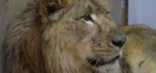 Raman est arrivé au Zoo de Maubeuge
