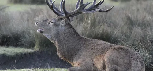 C'est la pleine saison du brame du cerf