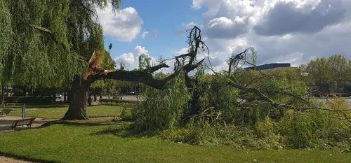 Maubeuge : de nouvelles coupes d’arbres malades en juin 