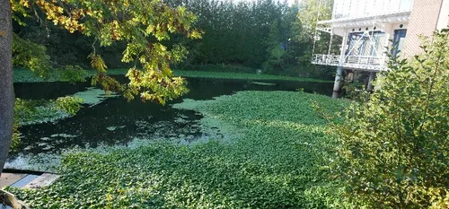 (Photos + audios) Les ravages de l’Hydrocotyle Fausse Renoncule...