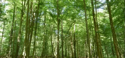 Changement climatique : les essences locales s'en ressentent
