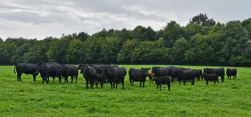 Trélon : devenez parrain ou marraine d'un petit veau