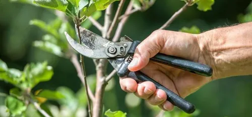 Nature : la taille des arbres fruitiers