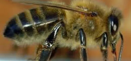 Un point sur la situation des abeilles dans notre région