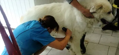 Près de 300 animaux abandonnés cet été et recueillis au Refuge à...