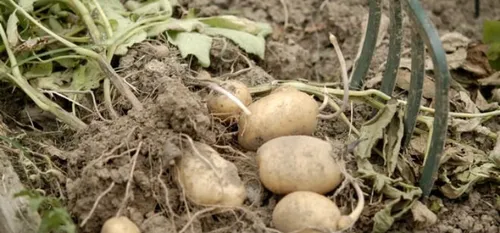 Colleret - 5 tonnes de pommes de terre volées dans un champ