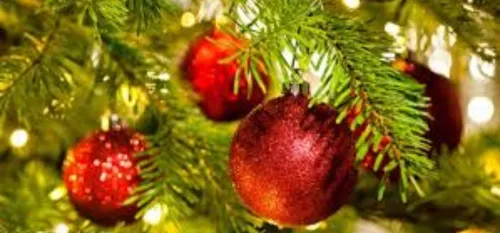 Connaissez vous l’origine du sapin de Noël ?