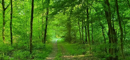 Une plantation d’un million d’arbres sur 3 ans dans les...