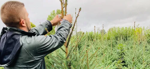 Vente autorisée des sapins de Noël, Gabiot face à l'avalanche de...