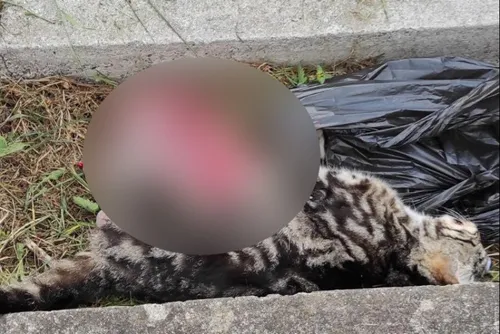 Boussière-sur-Sambre - Cinq chatons et leur maman retrouvés morts
