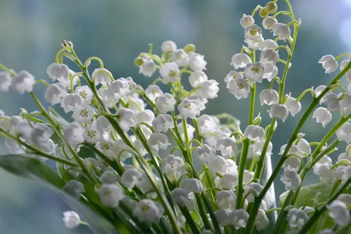 Les règles pour vendre du muguet, ce lundi 1er mai