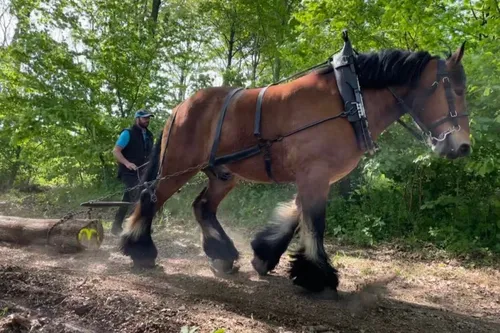Le Concours Cantonal de chevaux de trait, c'est ce jeudi à Bavay