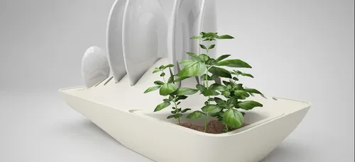Faire pousser une plante en faisant la vaisselle?