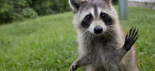 Un raton laveur grimpe jusqu’au 7eme étage !