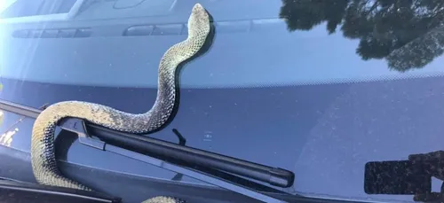 France : Il roule et découvre un serpent dans sa voiture.