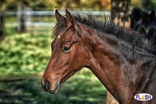 Un cheval mutilé est retrouvé mort en Creuse