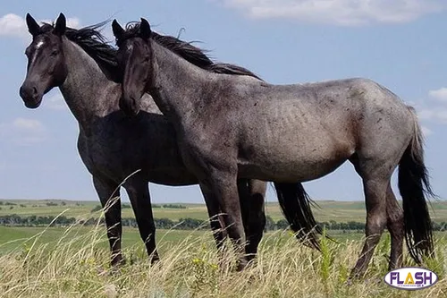 Un cheval retrouvé mort après avoir été mutilé à Arnac-la-Poste