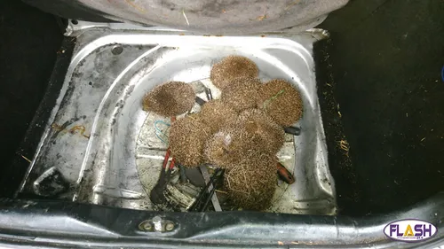 En Creuse la Gendarmerie interpelle des mangeurs de hérissons