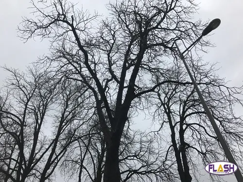 17 nouveaux arbres au jardin d'Orsay