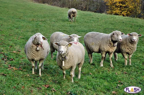 Des moutons bloquent le train Paris-Toulouse à Boisseuil