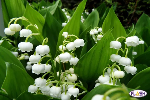 La vente du muguet sera strictement interdite cette année