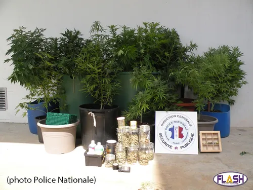 Un cultivateur de cannabis trahi par son téléphone portable
