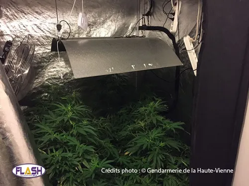 12 pieds de cannabis trouvés dans une cave à Cussac par la gendarmerie