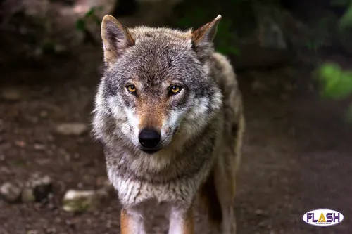 Un « comité loup » en Haute-Vienne pour surveiller sa présence