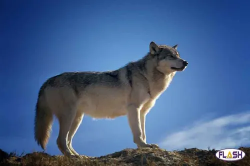 Loup : des tirs de défense autorisés en Haute-Vienne