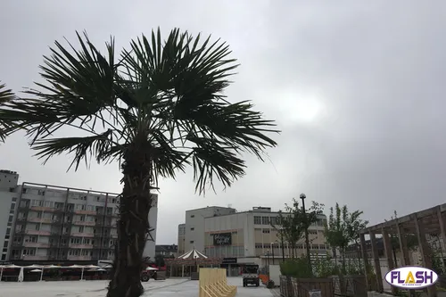Limoges : 15 Palmiers sur la Place de la République pour « une...
