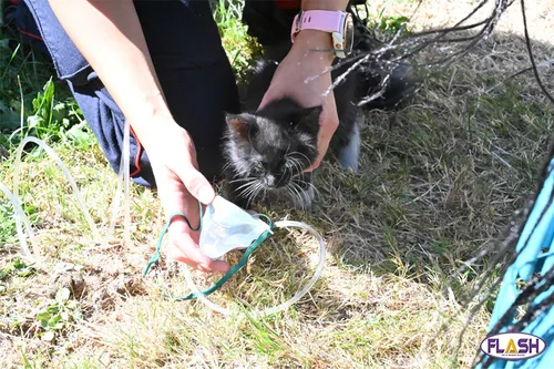 Deux chatons sauvés par les pompiers de Limoges