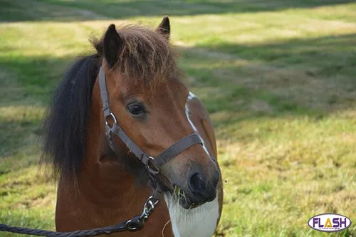 Un individu tente de voler un cheval pour lui faire des "bisous"