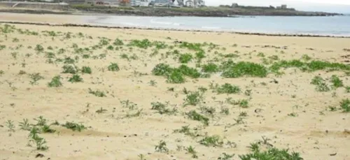 La végétation reprend ses droits sur la plage
