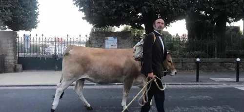 Une vache dans les rues de Nantes