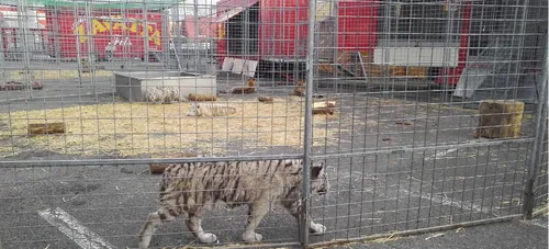 Polémique autour  d’un cirque avec animaux sauvages à Chenôve.