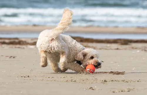 La plage du Touquet désormais en partie interdite aux chiens
