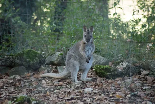 Trois kangourous en semi-liberté dans le massif de l'Estérel