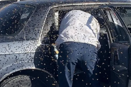 Le temps de faire des courses, un essaim d’abeilles s'installe dans...