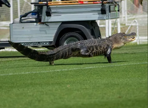 Un alligator s’invite à la séance d’entraînement du FC Toronto