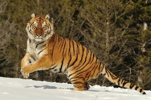 Chine : panique dans un village à cause d'un tigre de Sibérie