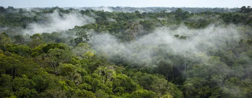 La forêt amazonienne rejette désormais plus de carbone que d‘oxygène