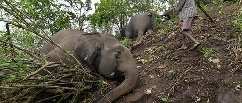 Inde : un troupeau de 18 éléphants meurt foudroyé