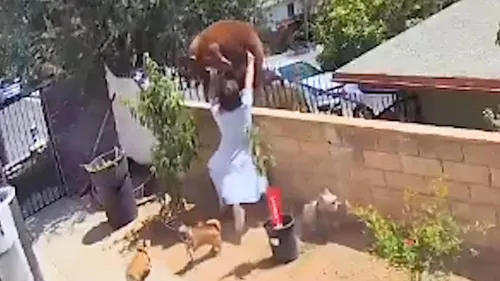 Une Américaine repousse un ours à mains nues dans son jardin