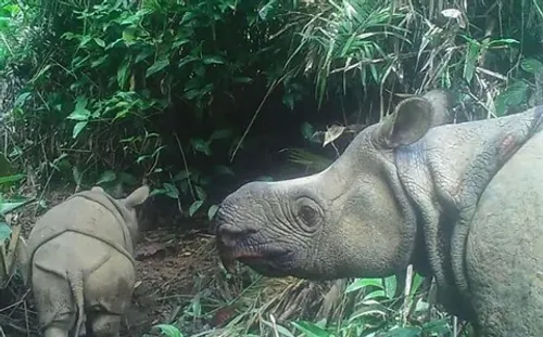 Deux petits rhinocéros de Java repérés dans un parc naturel...