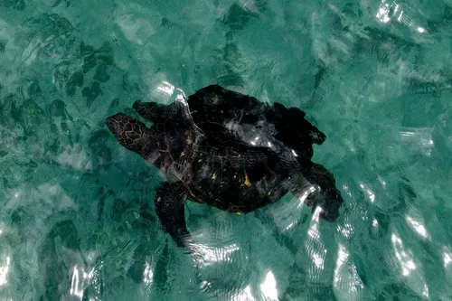Deux plongeurs raniment une tortue grâce à un massage cardiaque