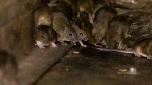 Une invasion de souris contraint les détenus et le personnel d'une...