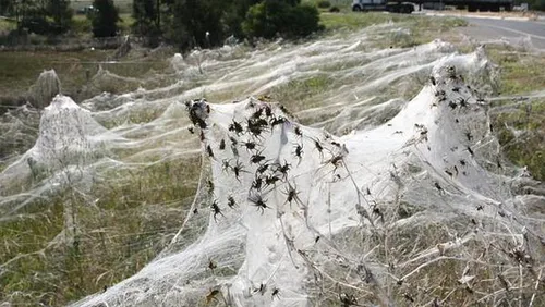Des toiles d'araignées envahissent une région d'Australie